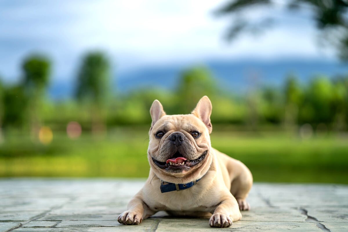 French bulldog